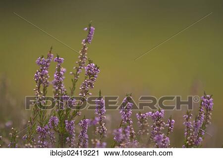 Common Heather or Ling (Calluna vulgaris), Wahner Heide Nature Reserve, North Rhine-Westphalia, Germany, Europe View Large Photo Image Stock Image - Common Heather or Ling (Calluna vulgaris), Wahner Heide Nature Reserve, North Rhine-Westphalia, Germany, Europe. Fotosearch