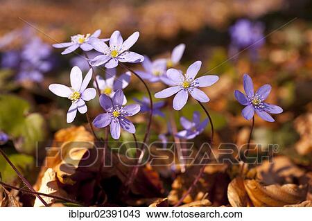 "Common Hepatica, liverwort (Hepatica nobilis), Saxony, Germany, Europe" View Large Photo Image Stock Image - "Common Hepatica, liverwort (Hepatica nobilis), Saxony, Germany, Europe". Fotosearch