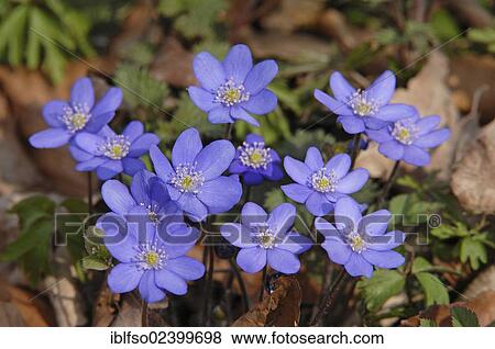 "Common Hepatica, Liverwort (Hepatica nobilis, Anemone hepatica), Hainich National Park near Eisenach, Thuringia, Germany, Europe" View Large Photo Image Stock Photo - "Common Hepatica, Liverwort (Hepatica nobilis, Anemone hepatica), Hainich National Park near Eisenach, Thuringia, Germany, Europe". Fotosearch
