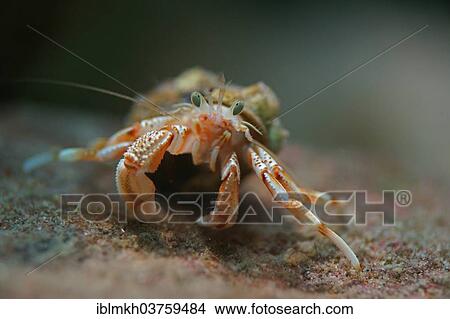 Picture - "Common Hermit Crab (Pagurus bernhardus, Eupagurus bernhardus), sea water aquarium Helgoland, Schleswig-Holstein, Germany, Europe". Fotosearch