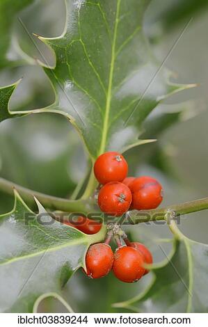 Picture - "Common Holly or European Holly (Ilex aquifolium), fruits, North Rhine-Westphalia, Germany, Europe". Fotosearch