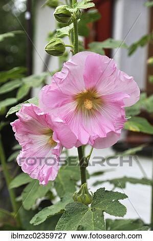 "Common hollyhock (Althaea roseaim), pink blossoms, Eckental, Middle Franconia, Bavaria, Germany, Europe" View Large Photo Image Stock Photo - "Common hollyhock (Althaea roseaim), pink blossoms, Eckental, Middle Franconia, Bavaria, Germany, Europe". Fotosearch