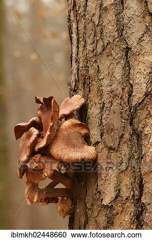 "Common Honey Fungus (Armillaria mellea) on a pine tree, Bad Hersfeld, Germany, Europe" View Large Photo Image Stock Image - "Common Honey Fungus (Armillaria mellea) on a pine tree, Bad Hersfeld, Germany, Europe". Fotosearch