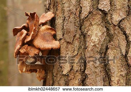 "Common Honey Fungus (Armillaria mellea) on a pine tree, Bad Hersfeld, Germany, Europe" View Large Photo Image Stock Photo - "Common Honey Fungus (Armillaria mellea) on a pine tree, Bad Hersfeld, Germany, Europe". Fotosearch