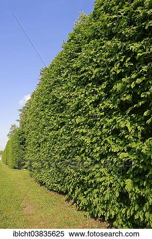 Stock Photography - "Common hornbeam (Carpinus betulus), hedge, North Rhine-Westphalia, Germany, Europe". Fotosearch
