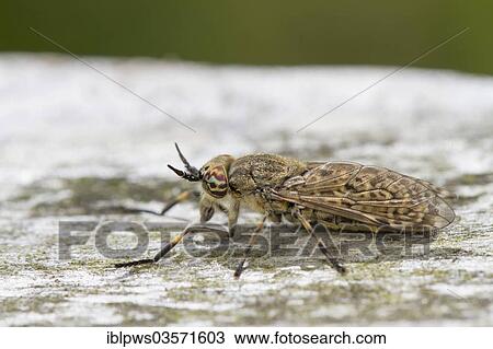 Stock Image - "Common Horse Fly (Haematopota pluvialis), female, perched on wood, Bridgend, Wales, United Kingdom, Europe". Fotosearch