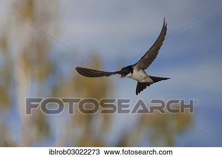 "Common House Martin (Delichon urbica) in flight, Thuringia, Germany, Europe" View Large Photo Image Stock Image - "Common House Martin (Delichon urbica) in flight, Thuringia, Germany, Europe". Fotosearch