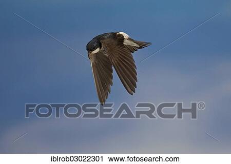 "Common House Martin (Delichon urbica) in flight, Thuringia, Germany, Europe" View Large Photo Image Stock Image - "Common House Martin (Delichon urbica) in flight, Thuringia, Germany, Europe". Fotosearch