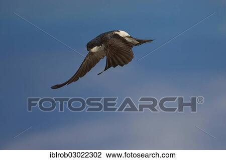 "Common House Martin (Delichon urbica) in flight, Thuringia, Germany, Europe" View Large Photo Image Stock Image - "Common House Martin (Delichon urbica) in flight, Thuringia, Germany, Europe". Fotosearch