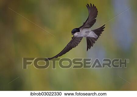 "Common House Martin (Delichon urbica) in flight, Thuringia, Germany, Europe" View Large Photo Image Stock Image - "Common House Martin (Delichon urbica) in flight, Thuringia, Germany, Europe". Fotosearch