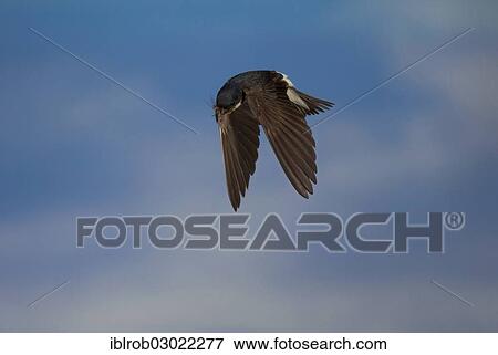 "Common House Martin (Delichon urbica) in flight, Thuringia, Germany, Europe" View Large Photo Image Stock Photo - "Common House Martin (Delichon urbica) in flight, Thuringia, Germany, Europe". Fotosearch