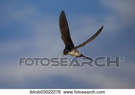 "Common House Martin (Delichon urbica) in flight, Thuringia, Germany, Europe" View Large Photo Image Stock Photo - "Common House Martin (Delichon urbica) in flight, Thuringia, Germany, Europe". Fotosearch