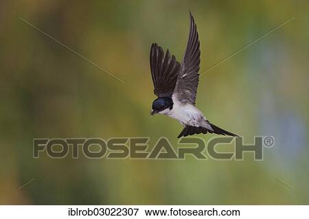 "Common House Martin (Delichon urbica) in flight, Thuringia, Germany, Europe" View Large Photo Image Stock Photo - "Common House Martin (Delichon urbica) in flight, Thuringia, Germany, Europe". Fotosearch