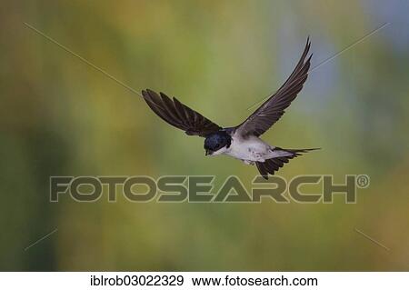 "Common House Martin (Delichon urbica) in flight, Thuringia, Germany, Europe" View Large Photo Image Stock Photo - "Common House Martin (Delichon urbica) in flight, Thuringia, Germany, Europe". Fotosearch