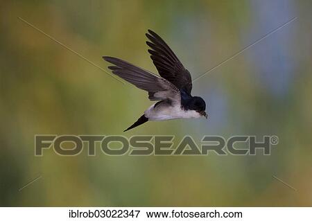 "Common House Martin (Delichon urbica) in flight, Thuringia, Germany, Europe" View Large Photo Image Stock Photo - "Common House Martin (Delichon urbica) in flight, Thuringia, Germany, Europe". Fotosearch
