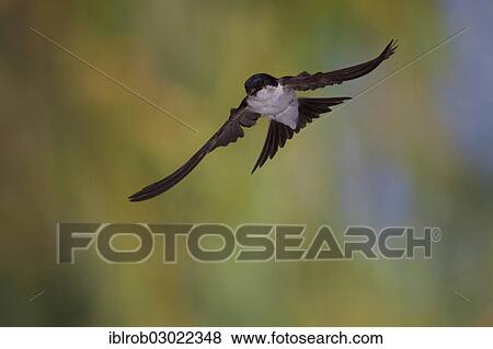 "Common House Martin (Delichon urbica) in flight, Thuringia, Germany, Europe" View Large Photo Image Stock Photo - "Common House Martin (Delichon urbica) in flight, Thuringia, Germany, Europe". Fotosearch