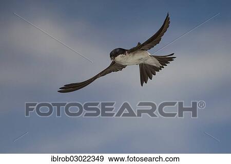 "Common House Martin (Delichon urbica) in flight, Thuringia, Germany, Europe" View Large Photo Image Stock Photo - "Common House Martin (Delichon urbica) in flight, Thuringia, Germany, Europe". Fotosearch