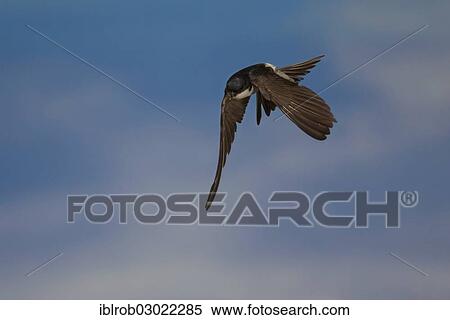 Stock Photography - "Common House Martin (Delichon urbica) in flight, Thuringia, Germany, Europe". Fotosearch