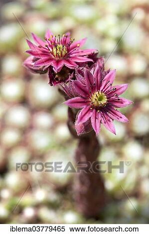 Stock Photography - Common Houseleek (Sempervivum tectorum). Fotosearch