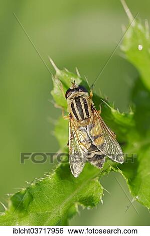 "Common Hoverfly (Helophilus pendulus), North Rhine-Westphalia, Germany, Europe" View Large Photo Image Stock Photograph - "Common Hoverfly (Helophilus pendulus), North Rhine-Westphalia, Germany, Europe". Fotosearch