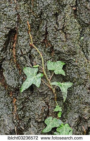 "Common Ivy (Hedera helix) on tree bark, North Rhine-Westphalia, Germany, Europe" View Large Photo Image Stock Image - "Common Ivy (Hedera helix) on tree bark, North Rhine-Westphalia, Germany, Europe". Fotosearch