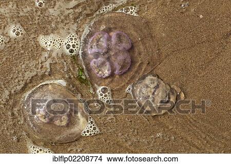 "Common Jellyfish (Aurelia aurita), three adults, stranded on sandy beach, Gower Peninsula, Glamorgan, Wales, United Kingdom, Europe" View Large Photo Image Picture - "Common Jellyfish (Aurelia aurita), three adults, stranded on sandy beach, Gower Peninsula, Glamorgan, Wales, United Kingdom, Europe". Fotosearch