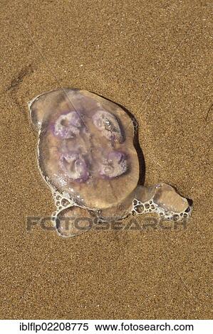 "Common Jellyfish (Aurelia aurita), adult, stranded on sandy beach, Gower Peninsula, Glamorgan, Wales, United Kingdom, Europe" View Large Photo Image Stock Photography - "Common Jellyfish (Aurelia aurita), adult, stranded on sandy beach, Gower Peninsula, Glamorgan, Wales, United Kingdom, Europe". Fotosearch
