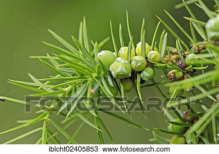 Stock Image - "Common Juniper (Juniperus communis), branch with fruit, Lueneburg Heath, Lower Saxony, Germany, Europe". Fotosearch
