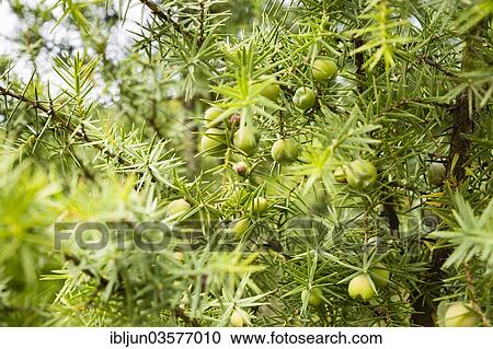 Stock Image - "Common Juniper (Juniperus communis) with green berries, Costa Verde, Arbus, Sardinia, Italy, Europe". Fotosearch