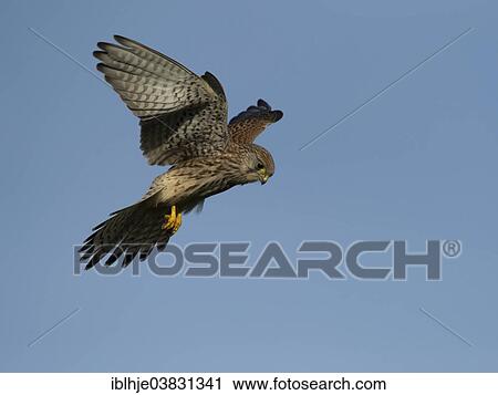 Stock Image - "Common Kestrel (Falco tinnunculus) in flight, Bislicher Island, North Rhine-Westphalia, Germany, Europe". Fotosearch