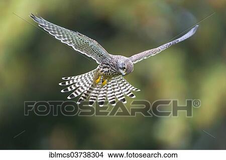 "Common Kestrel (Falco tinnunculus), female in flight, Wildpark Neuhaus, Neuhaus im Solling, Lower Saxony, Germany, Europe" View Large Photo Image Picture - "Common Kestrel (Falco tinnunculus), female in flight, Wildpark Neuhaus, Neuhaus im Solling, Lower Saxony, Germany, Europe". Fotosearch
