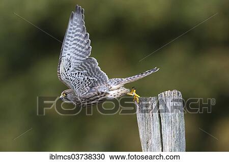 "Common Kestrel (Falco tinnunculus), female in flight, Wildpark Neuhaus, Neuhaus im Solling, Lower Saxony, Germany, Europe" View Large Photo Image Stock Image - "Common Kestrel (Falco tinnunculus), female in flight, Wildpark Neuhaus, Neuhaus im Solling, Lower Saxony, Germany, Europe". Fotosearch