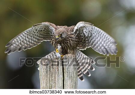 "Common Kestrel (Falco tinnunculus), female with a captured mouse, Wildpark Neuhaus, Neuhaus im Solling, Lower Saxony, Germany, Europe" View Large Photo Image Stock Image - "Common Kestrel (Falco tinnunculus), female with a captured mouse, Wildpark Neuhaus, Neuhaus im Solling, Lower Saxony, Germany, Europe". Fotosearch