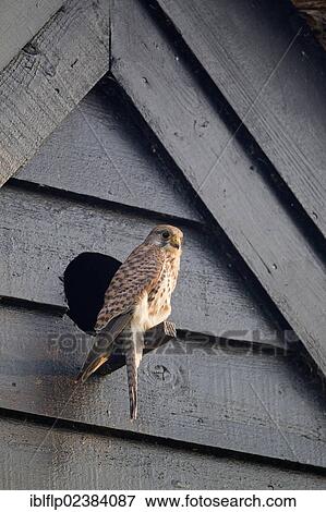 Stock Photo - "Common Kestrel (Falco tinnunculus), adult female, perched at nestbox entrance, Suffolk, England, United Kingdom, Europe". Fotosearch