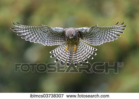 "Common Kestrel (Falco tinnunculus), female in flight, Wildpark Neuhaus, Neuhaus im Solling, Lower Saxony, Germany, Europe" View Large Photo Image Stock Photo - "Common Kestrel (Falco tinnunculus), female in flight, Wildpark Neuhaus, Neuhaus im Solling, Lower Saxony, Germany, Europe". Fotosearch