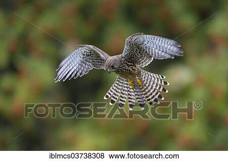 "Common Kestrel (Falco tinnunculus), female in flight, Wildpark Neuhaus, Neuhaus im Solling, Lower Saxony, Germany, Europe" View Large Photo Image Stock Photo - "Common Kestrel (Falco tinnunculus), female in flight, Wildpark Neuhaus, Neuhaus im Solling, Lower Saxony, Germany, Europe". Fotosearch