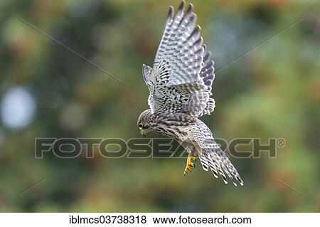 "Common Kestrel (Falco tinnunculus), female in flight, Wildpark Neuhaus, Neuhaus im Solling, Lower Saxony, Germany, Europe" View Large Photo Image Stock Photo - "Common Kestrel (Falco tinnunculus), female in flight, Wildpark Neuhaus, Neuhaus im Solling, Lower Saxony, Germany, Europe". Fotosearch