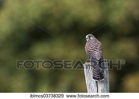 "Common Kestrel (Falco tinnunculus), female, Wildpark Neuhaus, Neuhaus im Solling, Lower Saxony, Germany, Europe" View Large Photo Image Stock Photo - "Common Kestrel (Falco tinnunculus), female, Wildpark Neuhaus, Neuhaus im Solling, Lower Saxony, Germany, Europe". Fotosearch