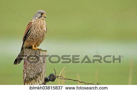 "Common Kestrel (Falco tinnunculus), male perched on a post, Amrum, North Frisian Islands, Schleswig-Holstein, Germany, Europe" View Large Photo Image Stock Photo - "Common Kestrel (Falco tinnunculus), male perched on a post, Amrum, North Frisian Islands, Schleswig-Holstein, Germany, Europe". Fotosearch
