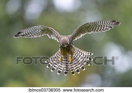 "Common Kestrel (Falco tinnunculus), female in flight, Wildpark Neuhaus, Neuhaus im Solling, Lower Saxony, Germany, Europe" View Large Photo Image Stock Photography - "Common Kestrel (Falco tinnunculus), female in flight, Wildpark Neuhaus, Neuhaus im Solling, Lower Saxony, Germany, Europe". Fotosearch