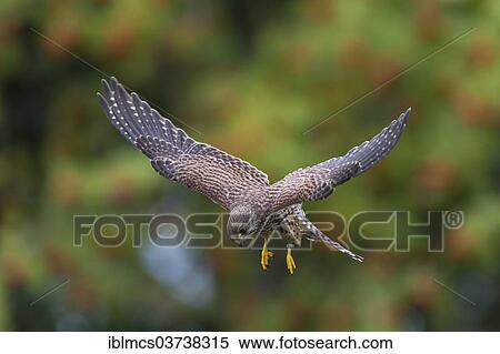 Stock Photography - "Common Kestrel (Falco tinnunculus), female in flight, Wildpark Neuhaus, Neuhaus im Solling, Lower Saxony, Germany, Europe". Fotosearch