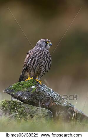 "Common Kestrel (Falco tinnunculus), female, Wildpark Neuhaus, Neuhaus im Solling, Lower Saxony, Germany, Europe" View Large Photo Image Stock Photography - "Common Kestrel (Falco tinnunculus), female, Wildpark Neuhaus, Neuhaus im Solling, Lower Saxony, Germany, Europe". Fotosearch