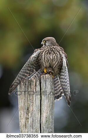 "Common Kestrel (Falco tinnunculus), female with a captured mouse, Wildpark Neuhaus, Neuhaus im Solling, Lower Saxony, Germany, Europe" View Large Photo Image Stock Photography - "Common Kestrel (Falco tinnunculus), female with a captured mouse, Wildpark Neuhaus, Neuhaus im Solling, Lower Saxony, Germany, Europe". Fotosearch