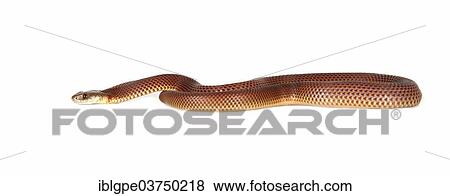 Common King Brown (Pseudechis australis) View Large Photo Image Stock Photo - Common King Brown (Pseudechis australis). Fotosearch
