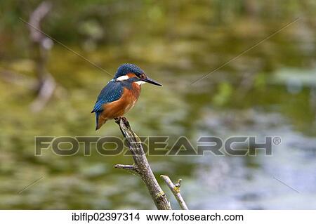 "Common Kingfisher (Alcedo atthis), Lackford Lakes, Suffolk, England, United Kingdom, Europe" View Large Photo Image Picture - "Common Kingfisher (Alcedo atthis), Lackford Lakes, Suffolk, England, United Kingdom, Europe". Fotosearch