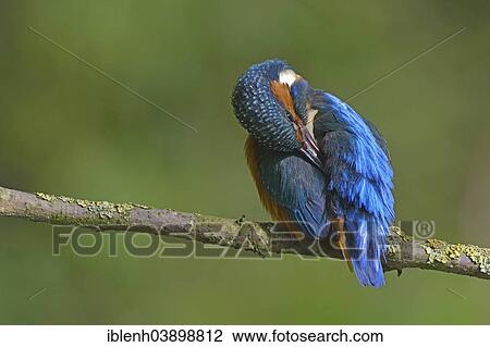 "Common Kingfisher (Alcedo atthis), preening, Lower Saxony, Germany, Europe" View Large Photo Image Stock Image - "Common Kingfisher (Alcedo atthis), preening, Lower Saxony, Germany, Europe". Fotosearch