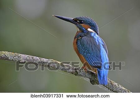 "Common Kingfisher (Alcedo atthis), Lower Saxony, Germany, Europe" View Large Photo Image Stock Image - "Common Kingfisher (Alcedo atthis), Lower Saxony, Germany, Europe". Fotosearch