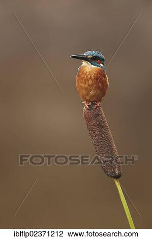 Stock Image - "Common Kingfisher (Alcedo atthis), adult, perched on reedmace, Worcestershire, England, United Kingdom, Europe". Fotosearch