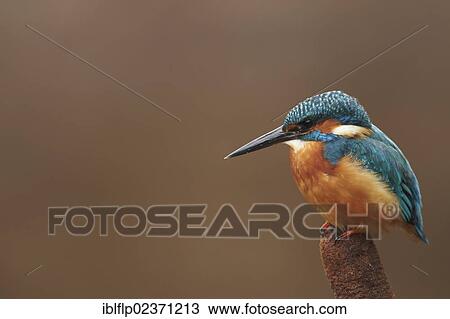 "Common Kingfisher (Alcedo atthis), adult, perched on reedmace, Worcestershire, England, United Kingdom, Europe" View Large Photo Image Stock Image - "Common Kingfisher (Alcedo atthis), adult, perched on reedmace, Worcestershire, England, United Kingdom, Europe". Fotosearch