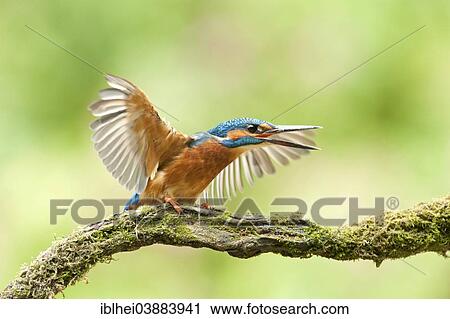 "Common Kingfisher (Alcedo atthis) fluttering its wings perched on a branch, Austria, Europe" View Large Photo Image Stock Image - "Common Kingfisher (Alcedo atthis) fluttering its wings perched on a branch, Austria, Europe". Fotosearch